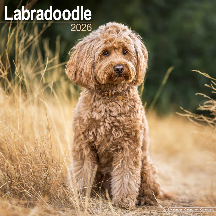 Calendrier 2025 Labradoodle
