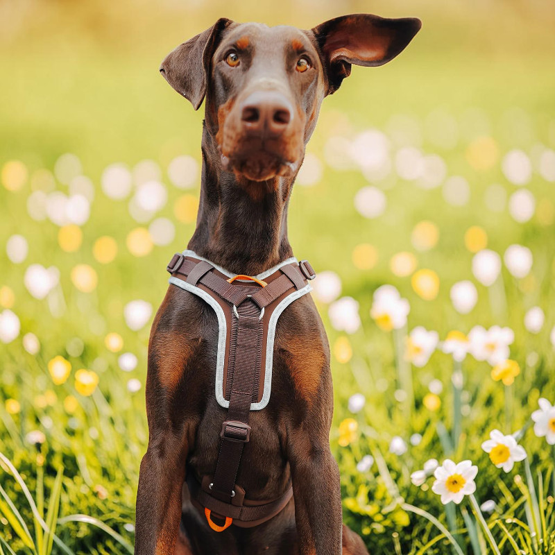 ErgoMove Pro Brown harness