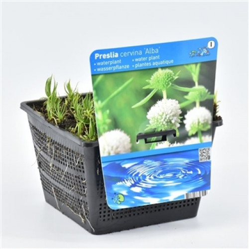 Aquarium plant Preslia cervina 'Alba' in a black mesh pot with descriptive label.