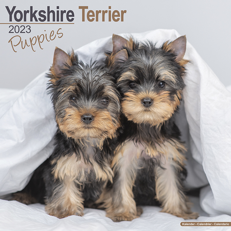 Calendrier 2023 Yorkshire Terrier - Yorkie - Chiots