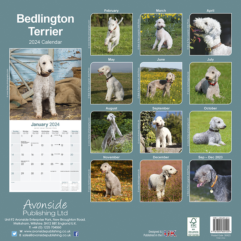 Kalender 2024 Bedlington Terrier