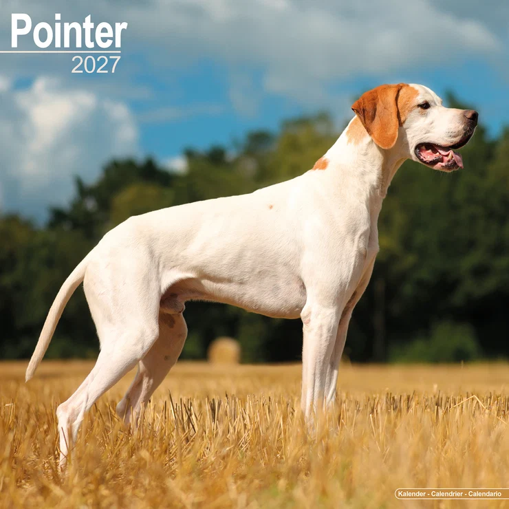 Kalender 2027 Pointer - English Pointer