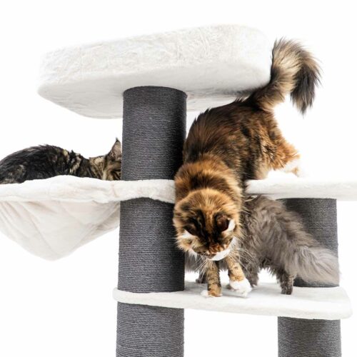Drei Katzen am mehrstufigen Katzenbaum: Eine dunkle Tabby ruht oben im weißen Plüschbett. Eine langhaarige Schildpatt klettert von der Mitte nach unten und streckt die Pfoten. Unten steht eine graue Katze.