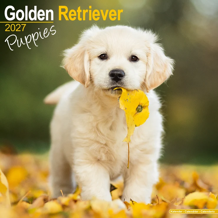 Kalender 2027 Golden Retriever - Welpe - Puppies