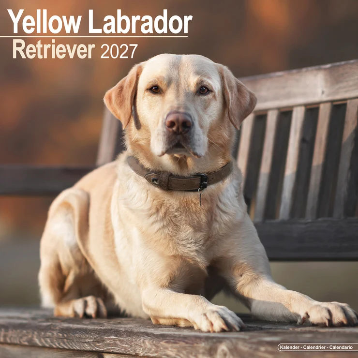 Calendario 2026 Labrador Retriever giallo (Giallo)