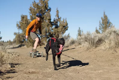 Omnijore Dog Harness 