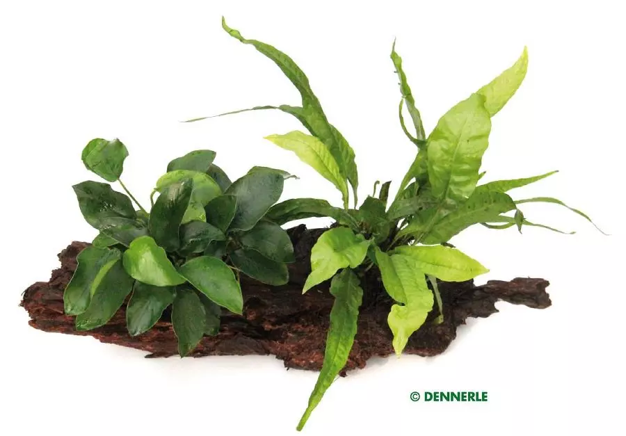 Dennerle Kombiwurzel Anubias und Microsorum