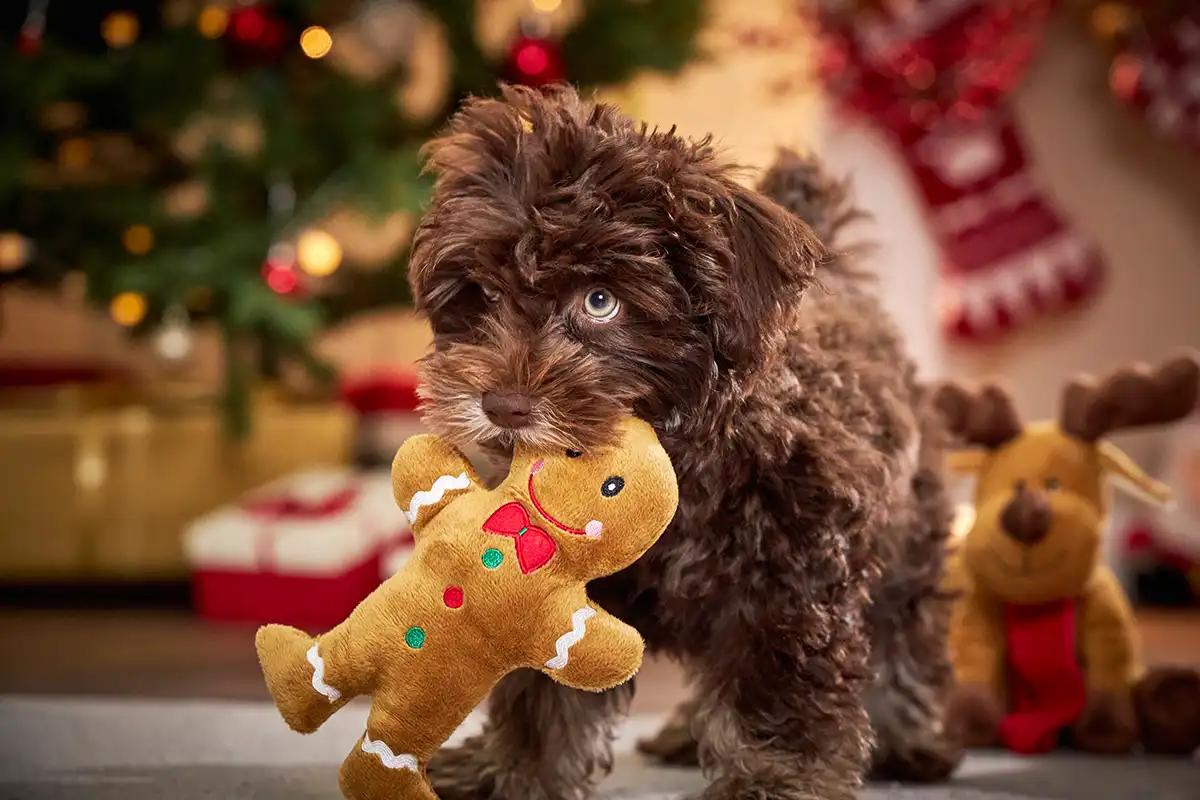 Hundespielzeug Lebkuchenmann