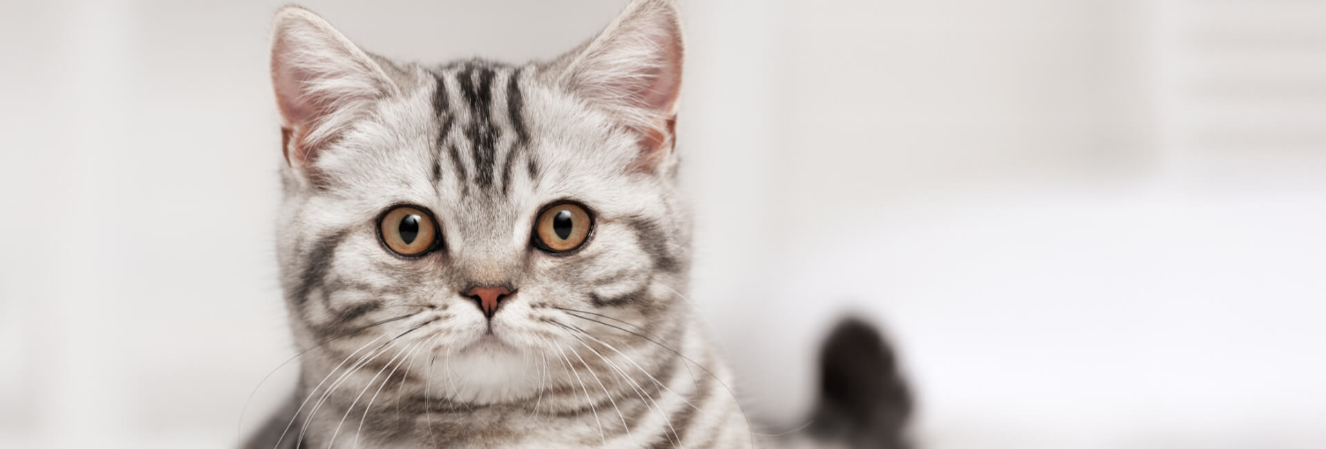 Weibliche Katzennamen Weibliche Katzennamen