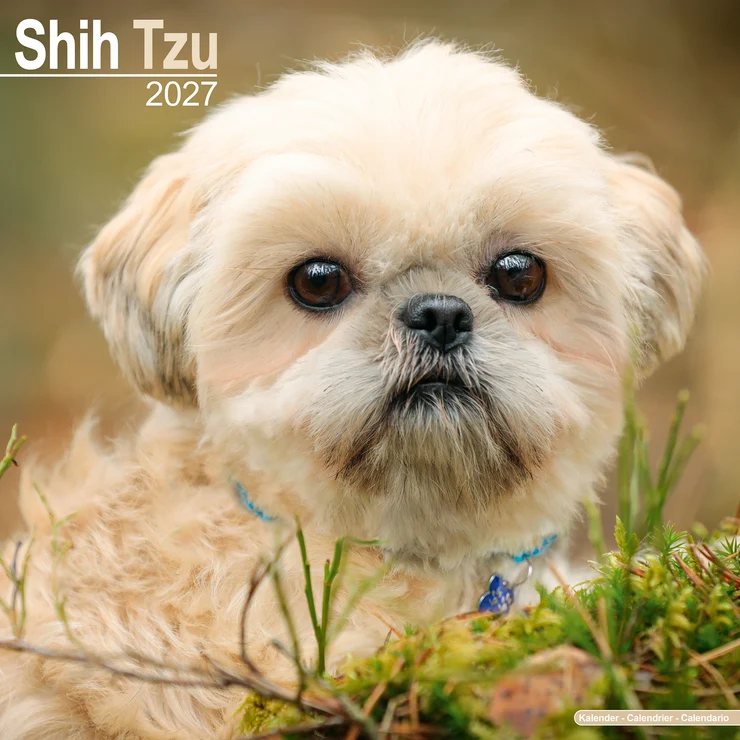 Kalender 2027 Shih Tzu