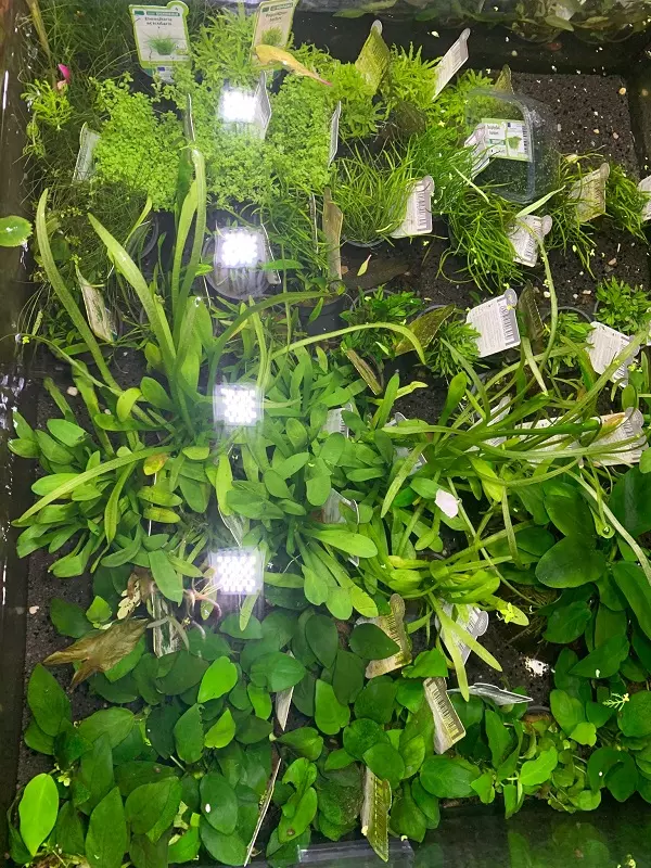 Aquarienpflanze