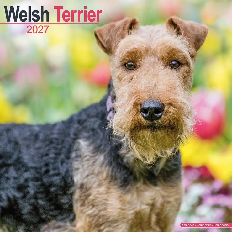 Kalender 2027 Welsh Terrier