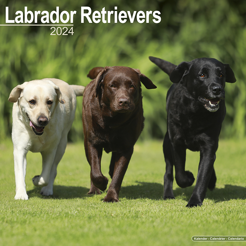 Calendar 2024 Labrador Retriever (Mixed)