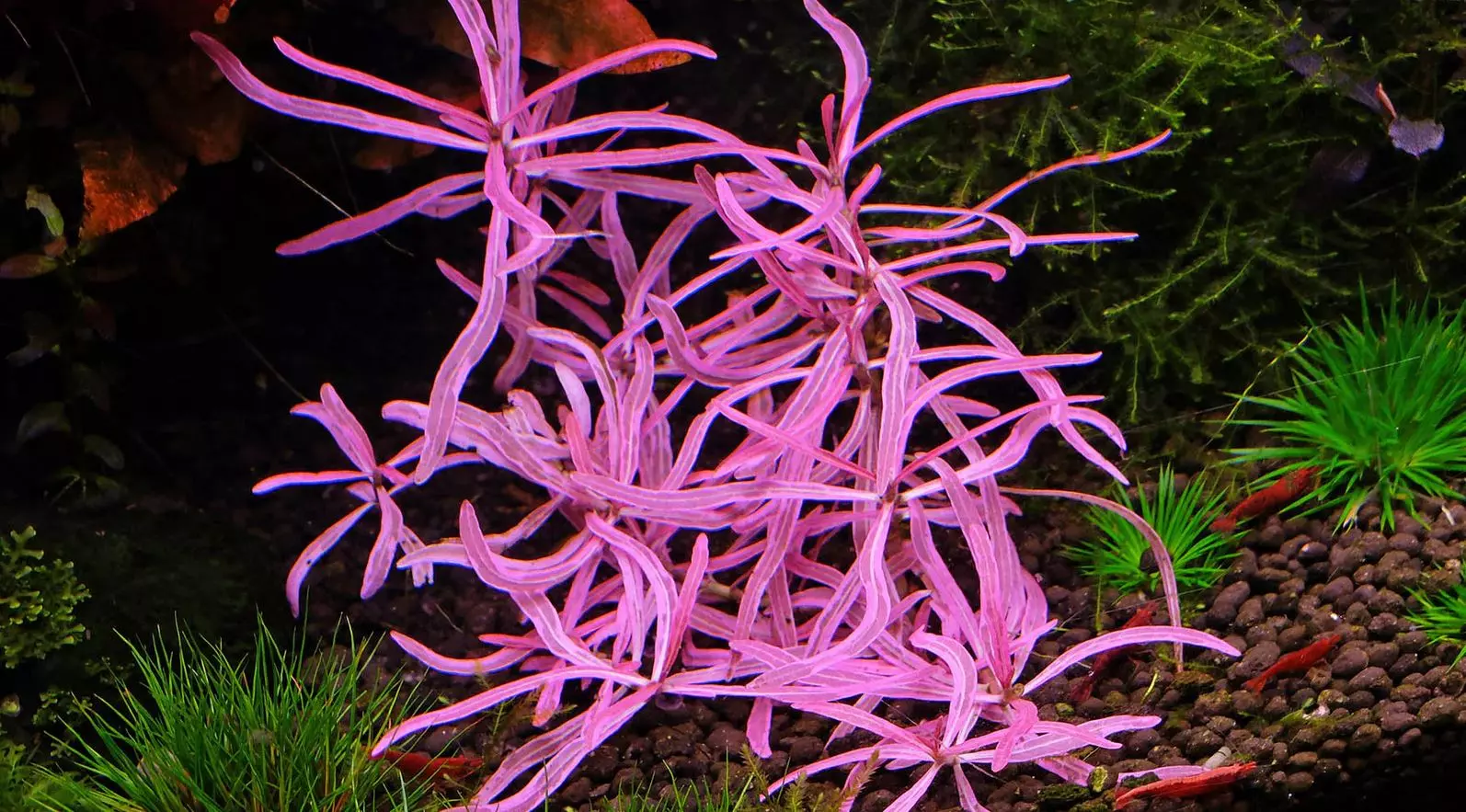 Hygrophila lancea 'Chai'