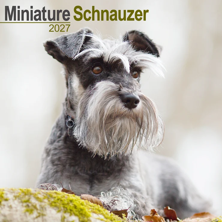 Kalender 2027 Miniature Schnauzer - Zwergschnauzer