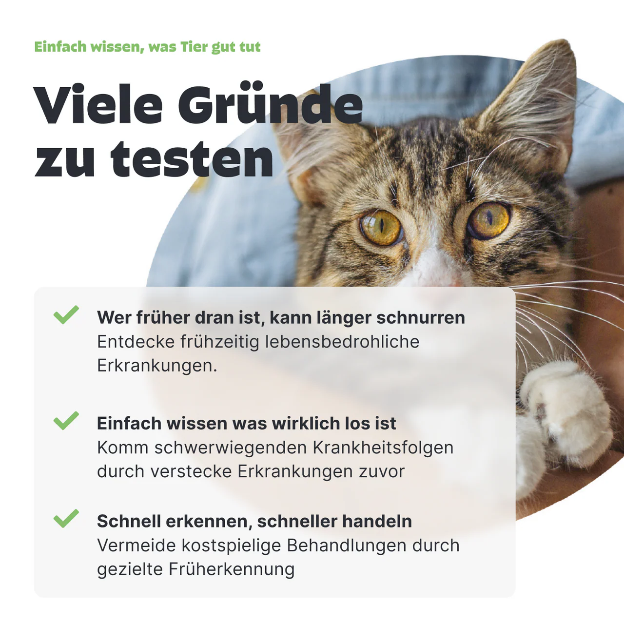 Urintest Kit für Katzen