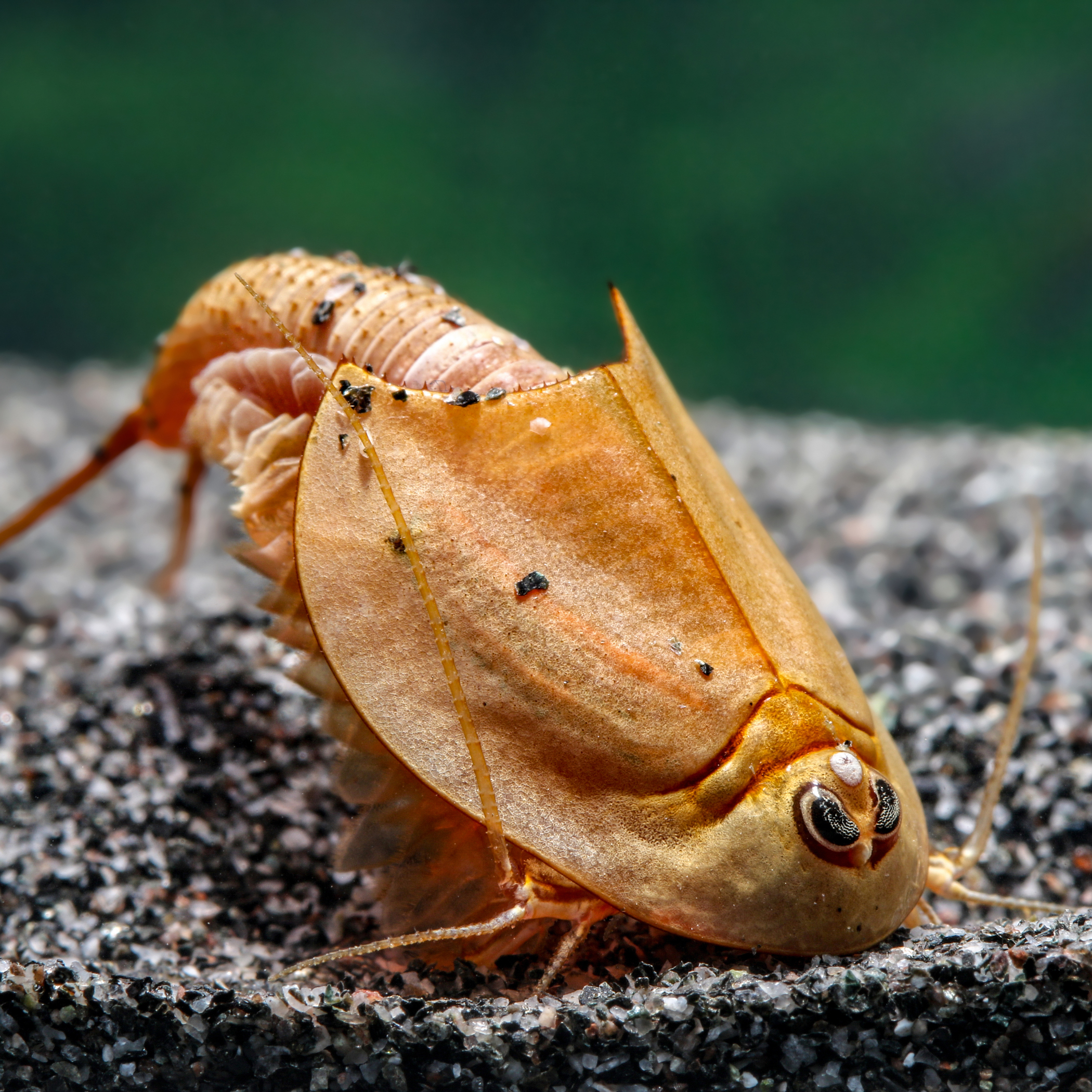 Granulés Triops - nourriture complète Granulés Triops - nourriture complète