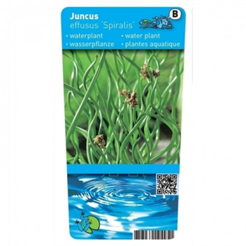 English water mint (9cm) - Preslia cervina 'Alba'