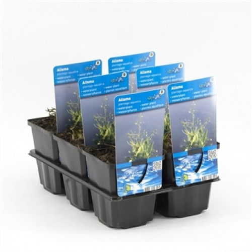 Un vassoio nero contiene piantine della pianta acquatica "Alisma plantago-aquatica" con etichette blu su sfondo bianco.