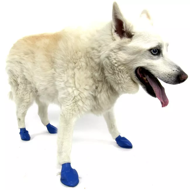 Pawz Pfotenschutzschuhe M