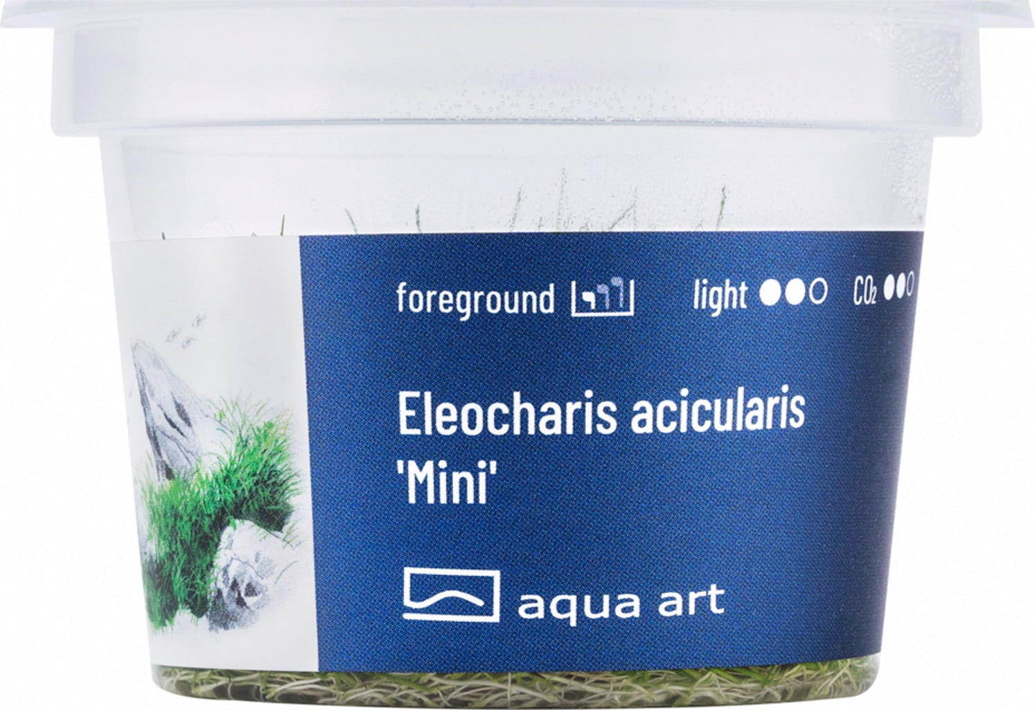 Eleocharis acicularis Mini Eleocharis acicularis Mini