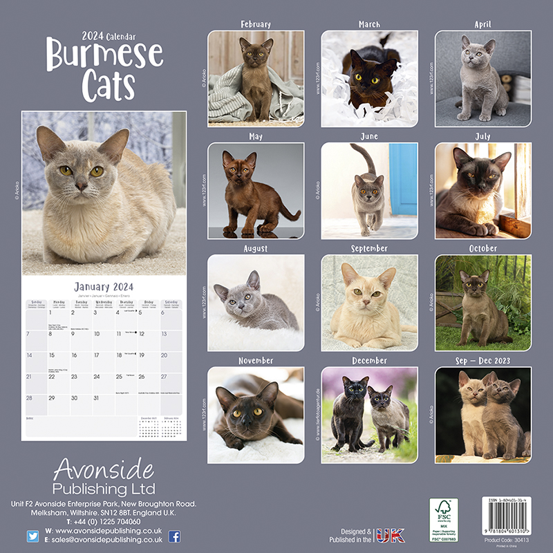 Kalender 2024 Burma-Katze - Burmese Cats