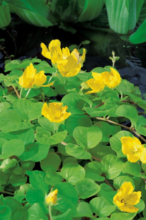 Close-up of yellow marsh marigolds with round, green leaves. The picture fills the frame.