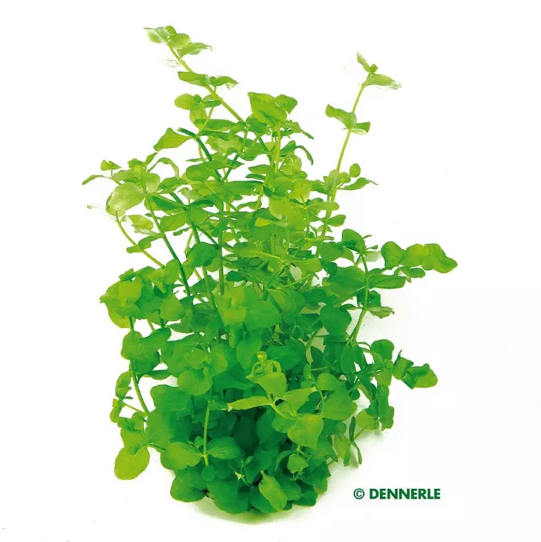 Dennerle Bacopa australis
