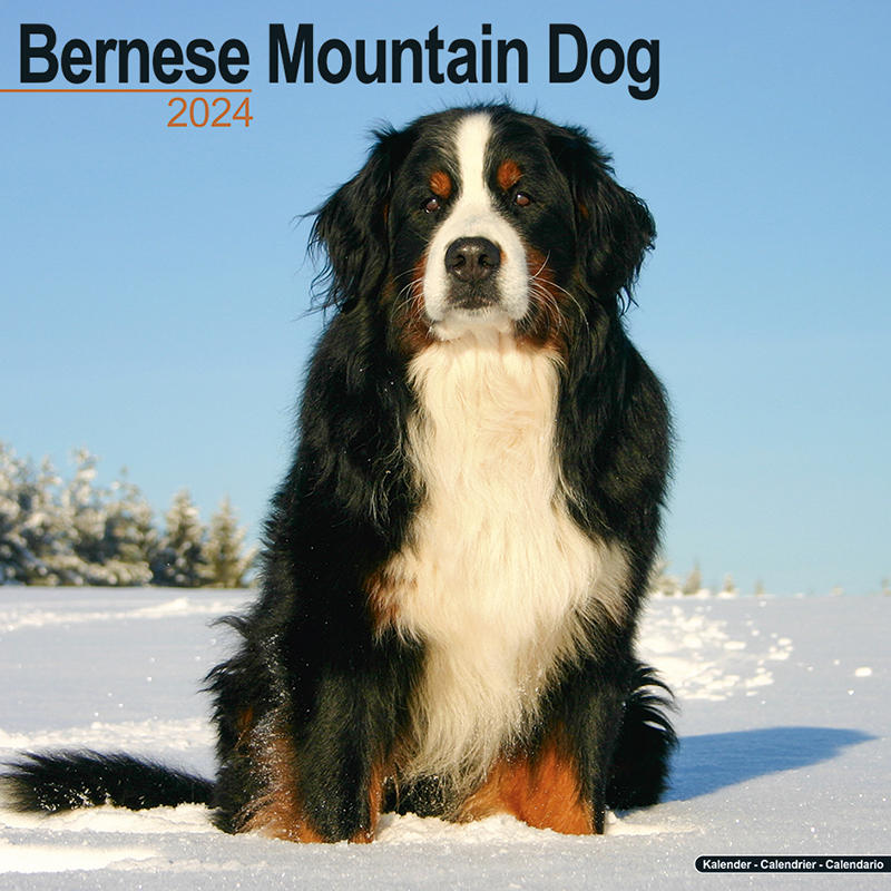 Kalender 2024 Berner Sennenhund - Bernese Mountain Dog