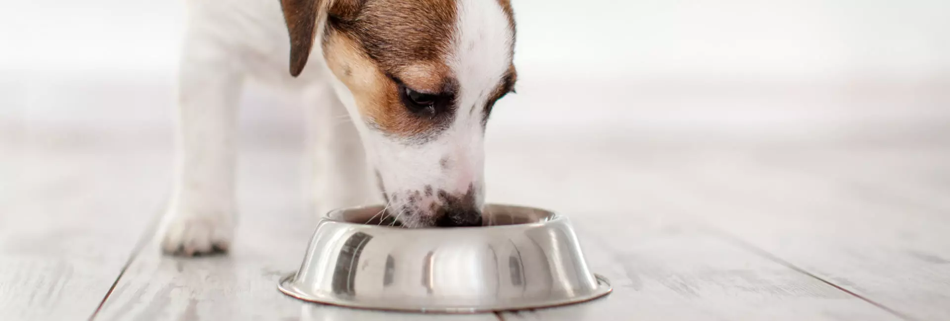 Hundefutter Nassfutter Hundefutter Nassfutter