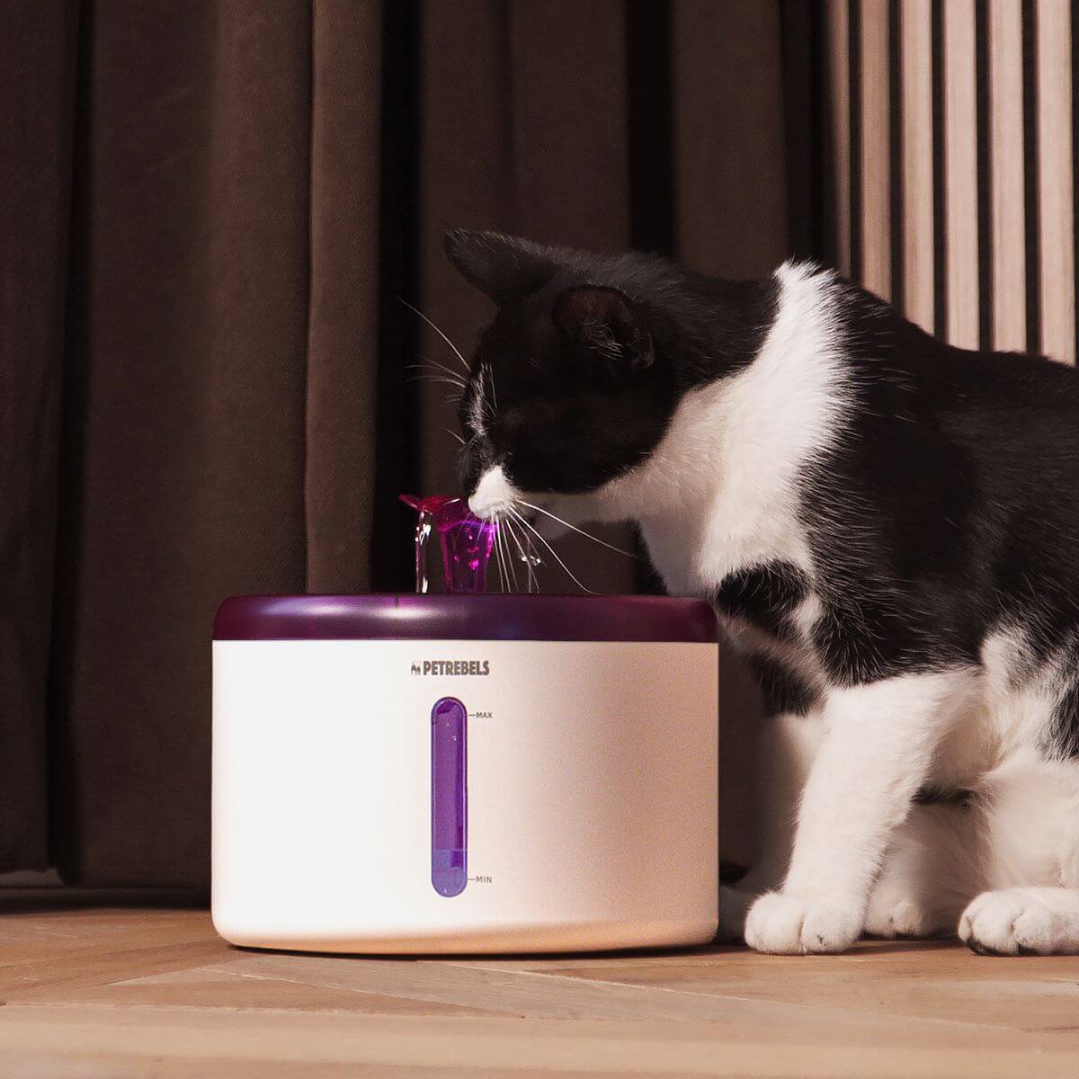 Eine schwarz-weisse Katze trinkt Wasser aus einem Trinkbrunnen der Marke Petrebels. Der Brunnen ist weiss mit lila Akzenten.