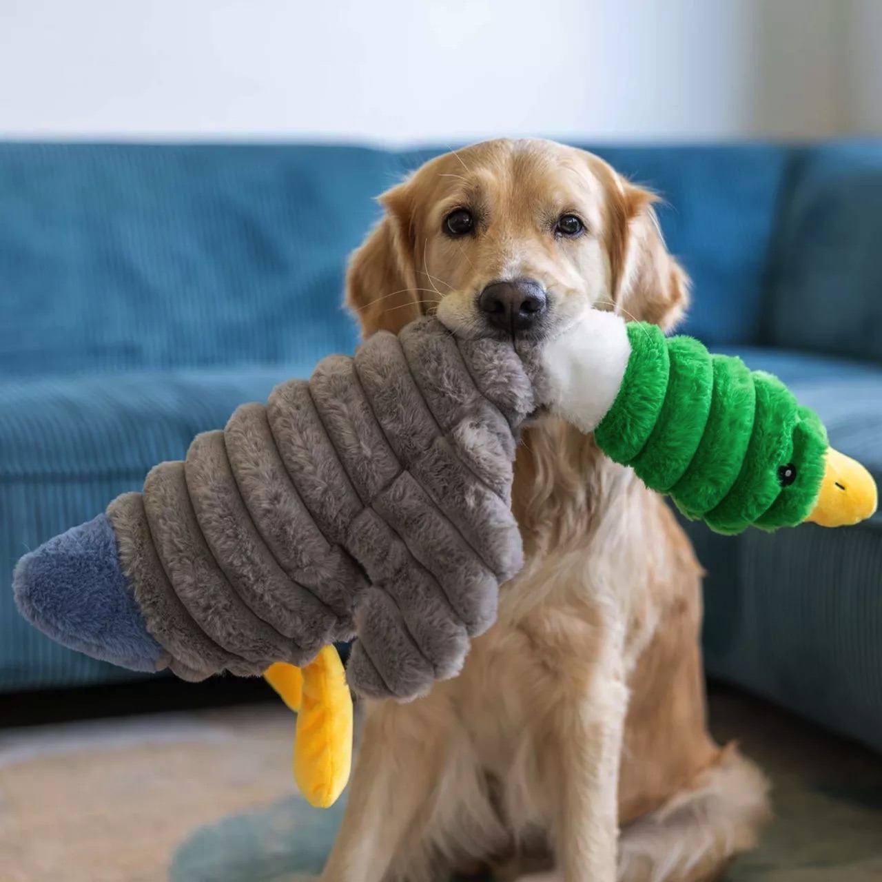 Ein sitzender Golden Retriever hält ein großes, mehrfarbiges Plüschtier im Maul. Es ist überwiegend grau und gerippt, mit grünem Entenkopf und gelbem Schnabel. Der Hund blickt in die Kamera. Im Hintergrund eine blaue Couch.