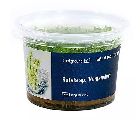 Rotala sp.'Nanjenshan'