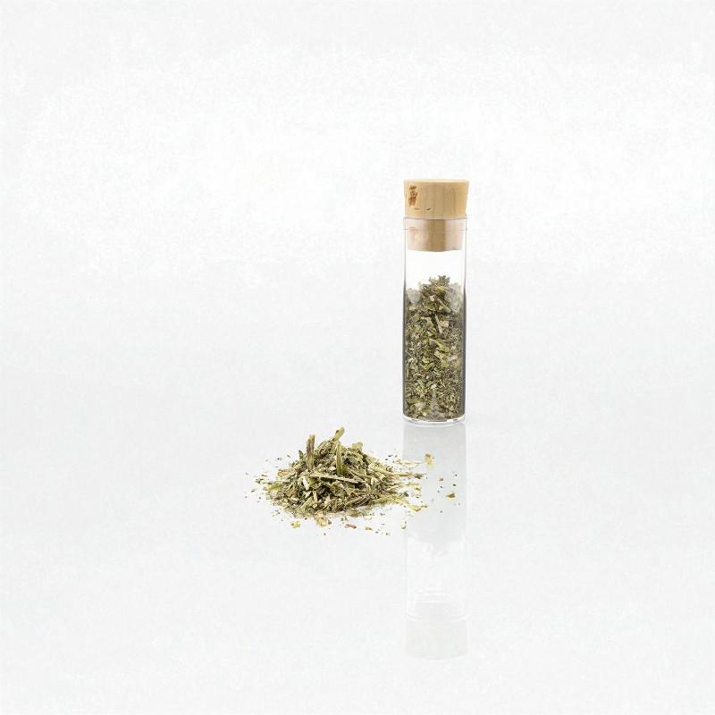  Canadian Cat catnip herb 