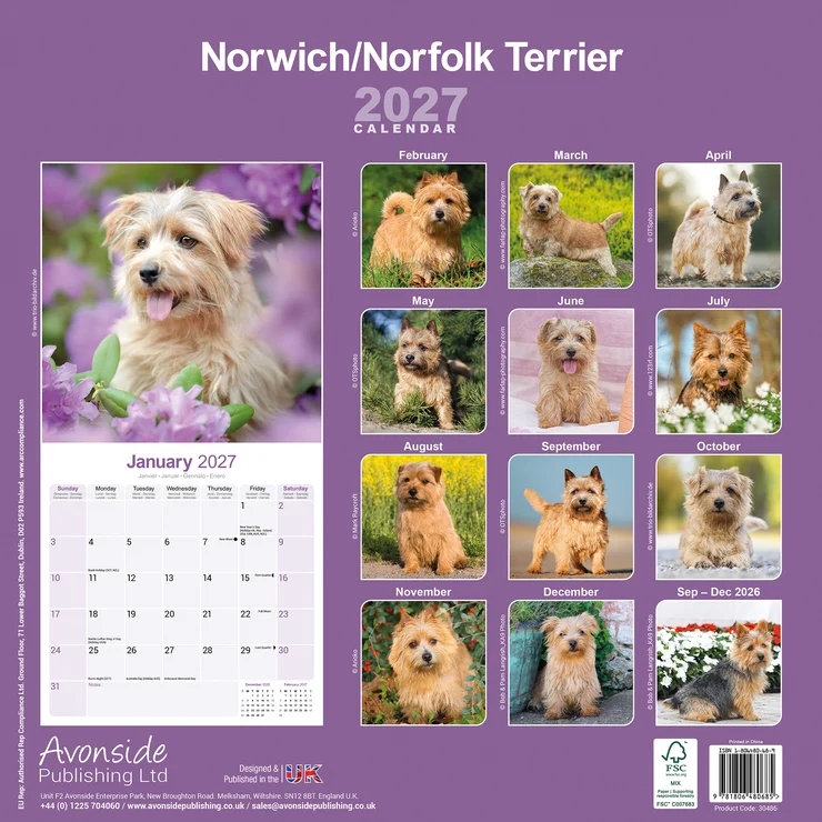 Kalender 2027 Norwich/Norfolk Terrier
