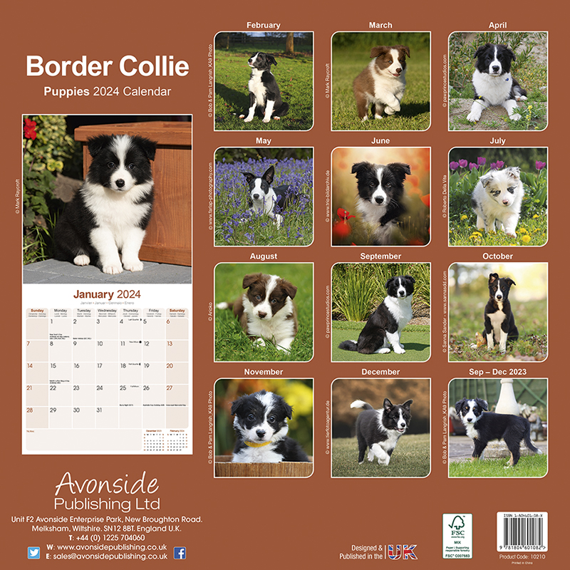 Calendrier 2024 Border Collie Chiot