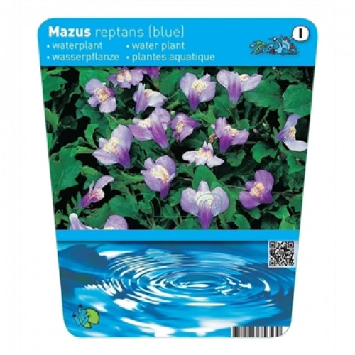 Close-up of the Mazus reptans (blue) aquatic plant with purple flowers and green leaves. Below is a depiction of water.
