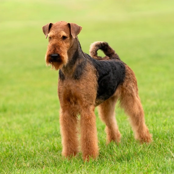 Ein Airedale Terrier steht auf einer grünen Wiese, mit dunklem Sattel und buschigem Bart.