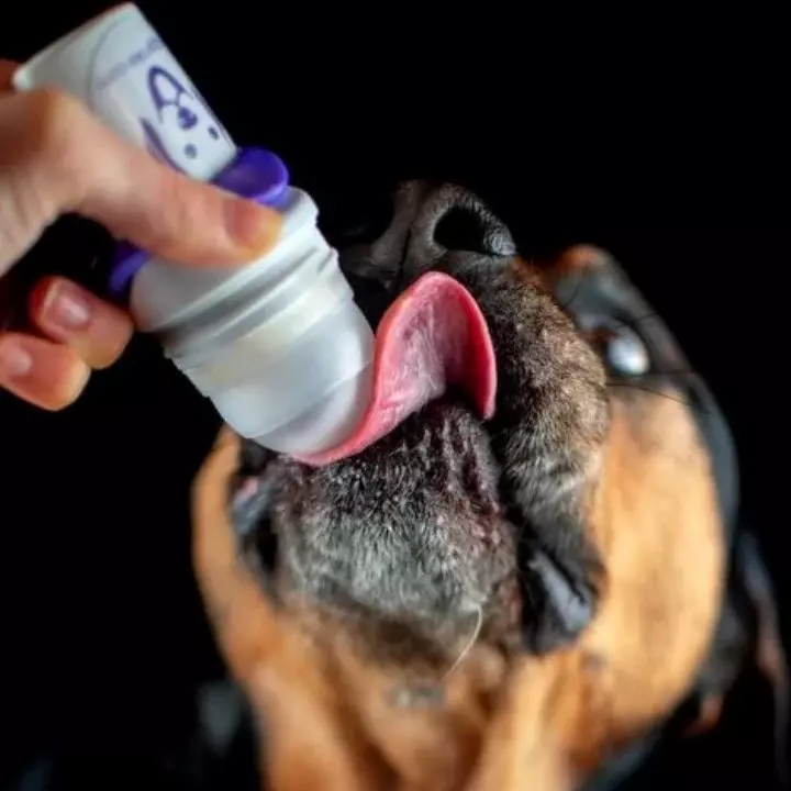 Doggyroller - mit Karabinerhalterung navy
