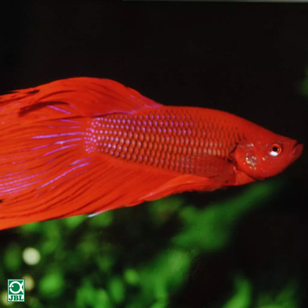 JBL PRONOVO BETTA FLAKES S JBL PRONOVO BETTA FLAKES S