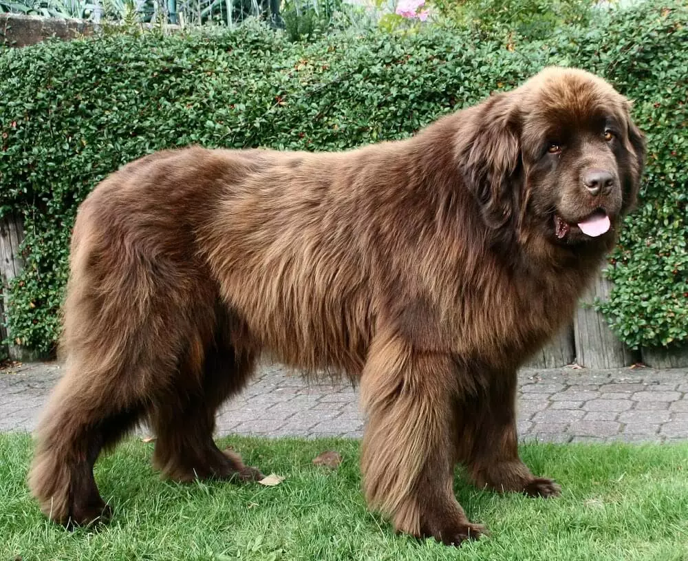 Neufundländer
