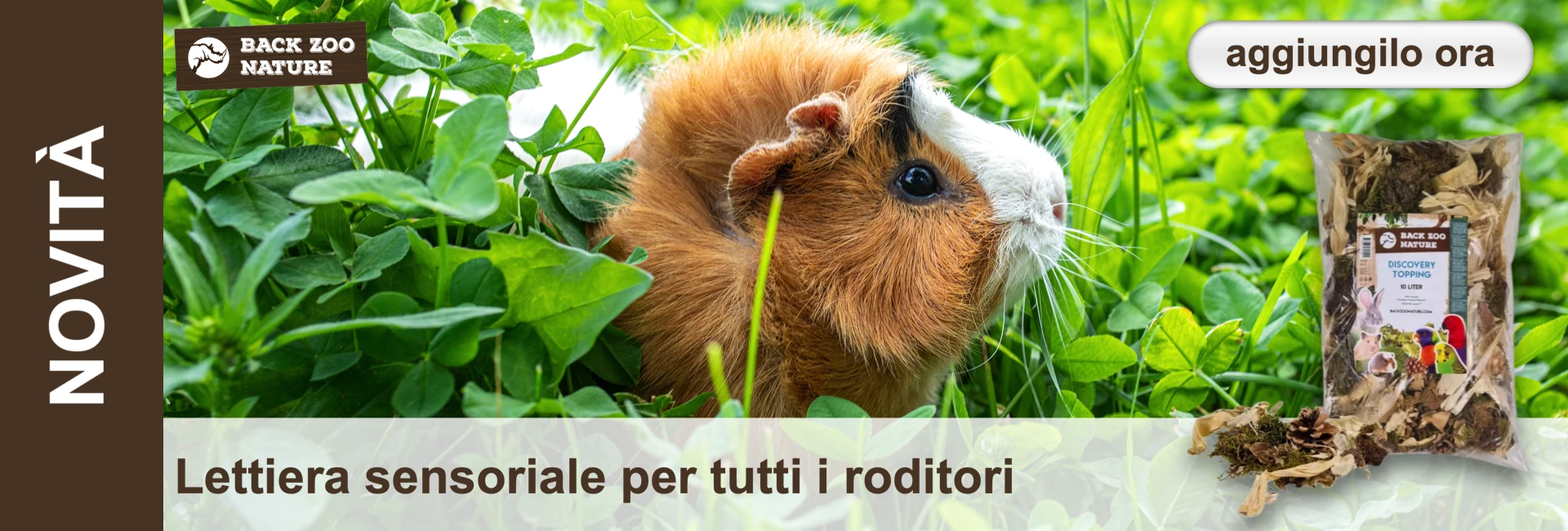 Un porcellino d'India bianco e marrone siede in un trifoglio verde con un sacco di lettiera accanto.