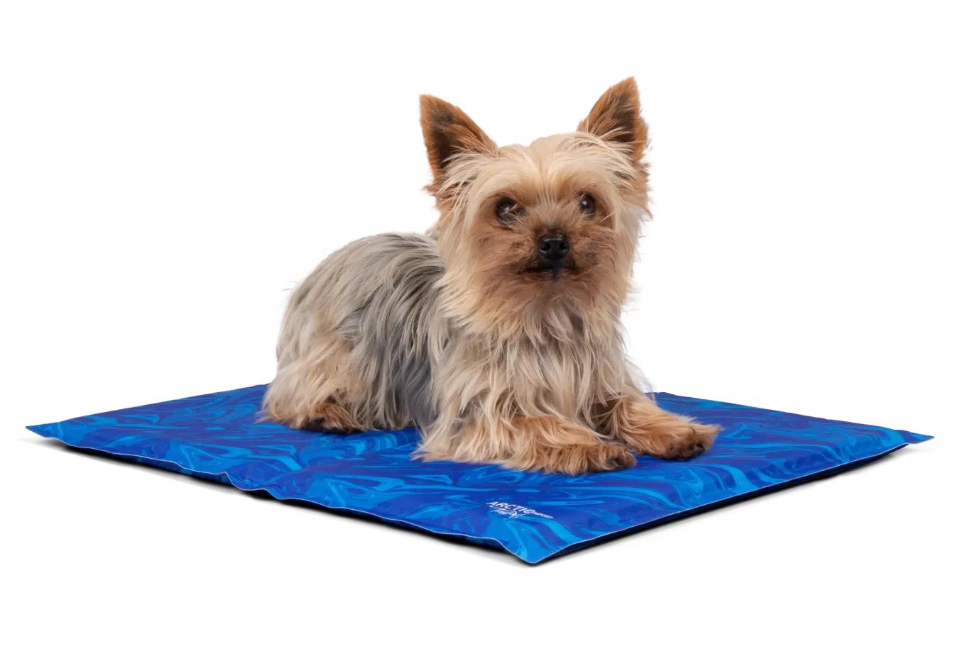 Ein Yorkshire Terrier mit goldbraunem und grauem Fell liegt entspannt auf einer blauen Kühlmatte mit wirbelndem, hellblauem Muster. Mit aufgerichteten Ohren blickt er aufmerksam in die Kamera, während er ruht.