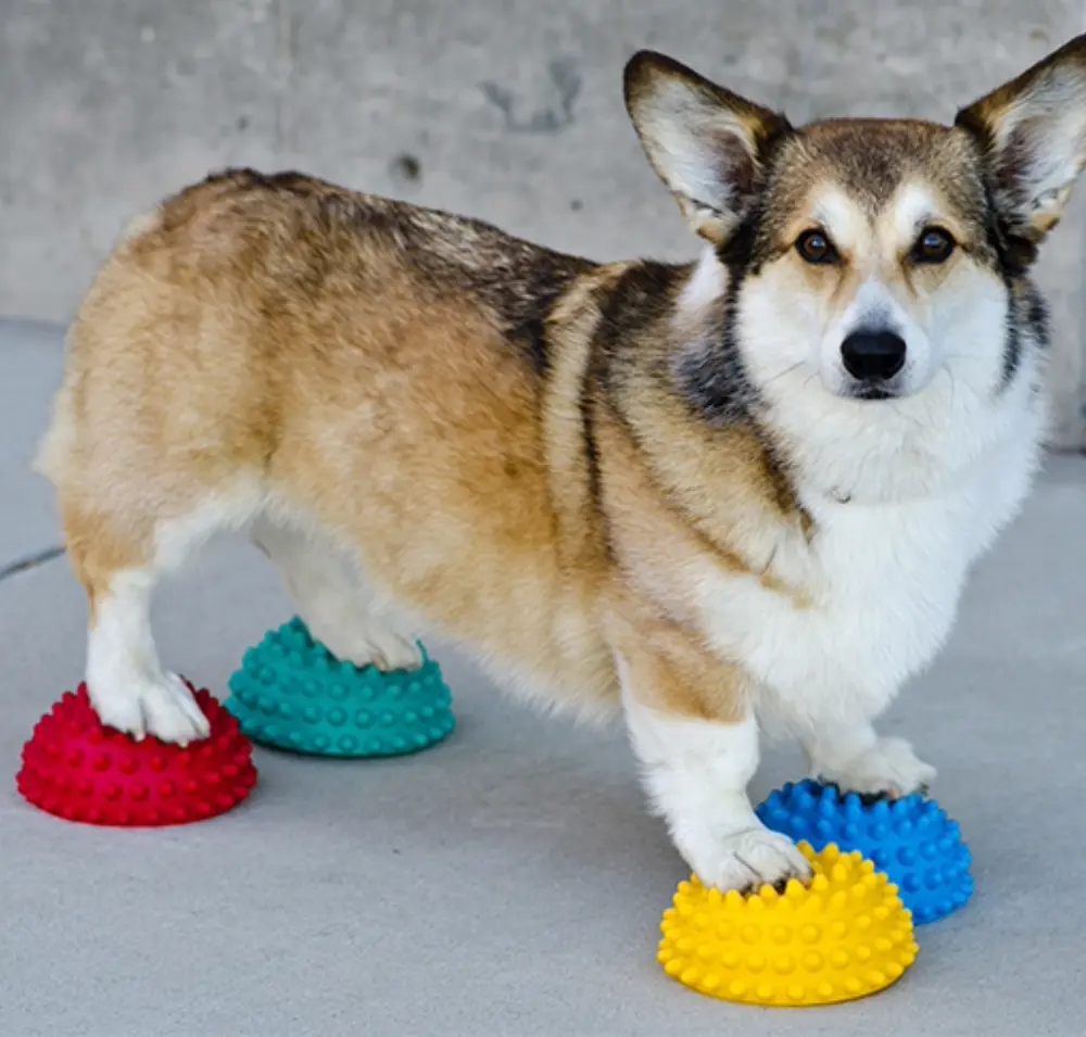 Ein flauschiger Corgi steht konzentriert mit allen vier Pfoten auf bunten, stacheligen FitPAWS Paw Pods. Die runden Balance-Pods in Rot, Türkis, Gelb und Blau fördern Gleichgewicht und Koordination, der Hund blickt in die Kamera.
