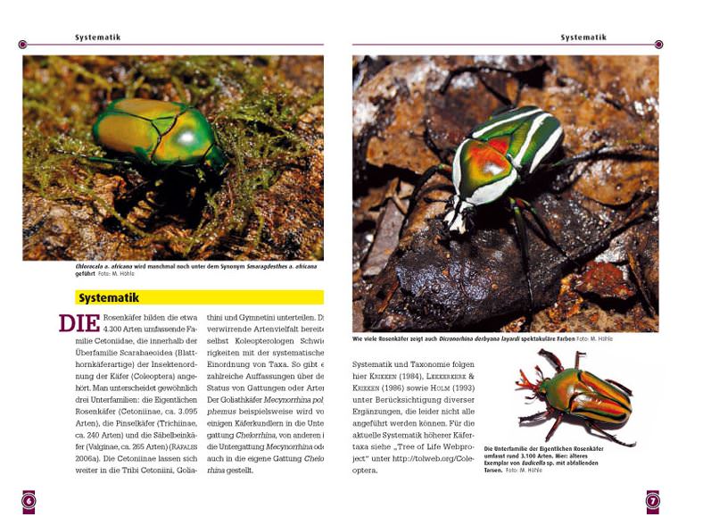 The african rose chafer