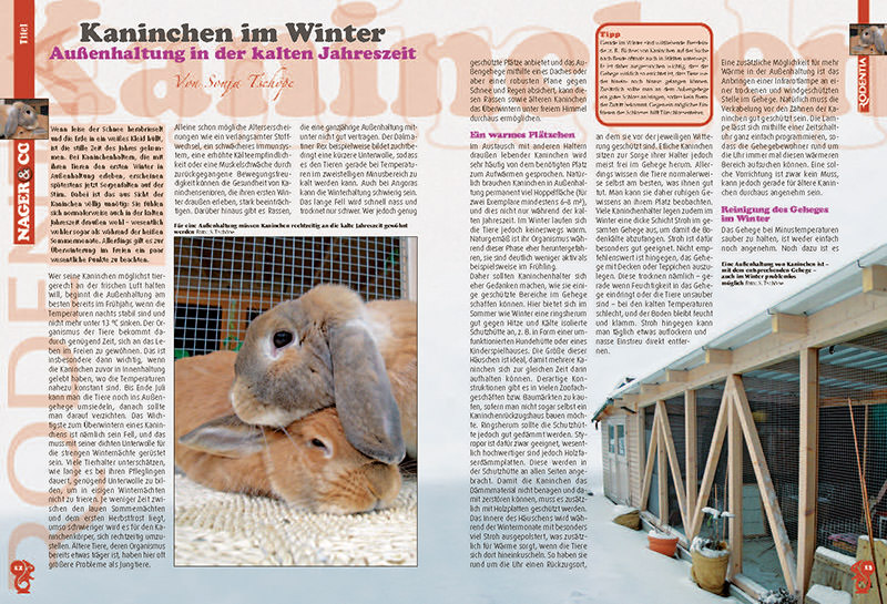 Rodentia 70 - Rabbits in Winter