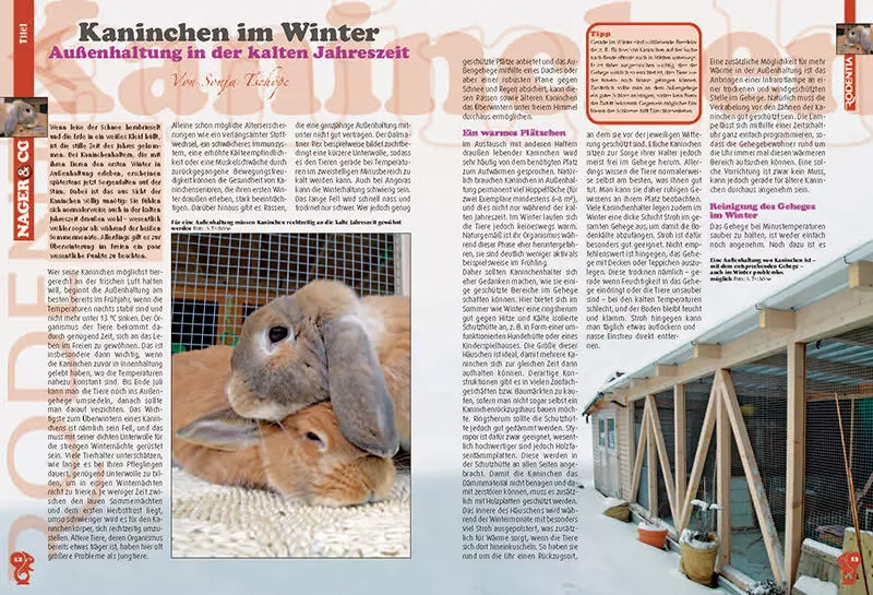 kaninchen-im-winter Rodentia 70 - Lapins en hiver