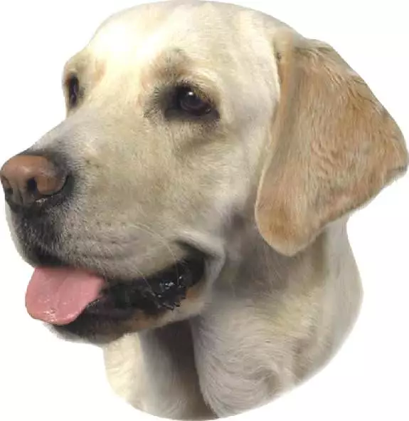 Aufkleber Labrador hell