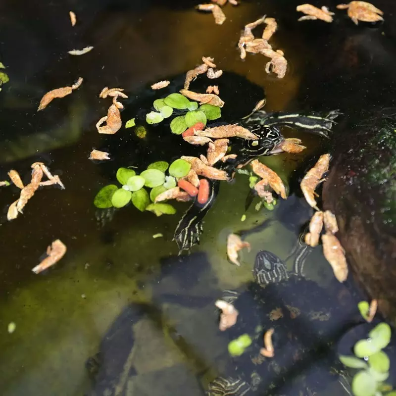 JBL Wasserschildkrötenfutter ProTerra Crustarus JBL Wasserschildkrötenfutter ProTerra Crustarus