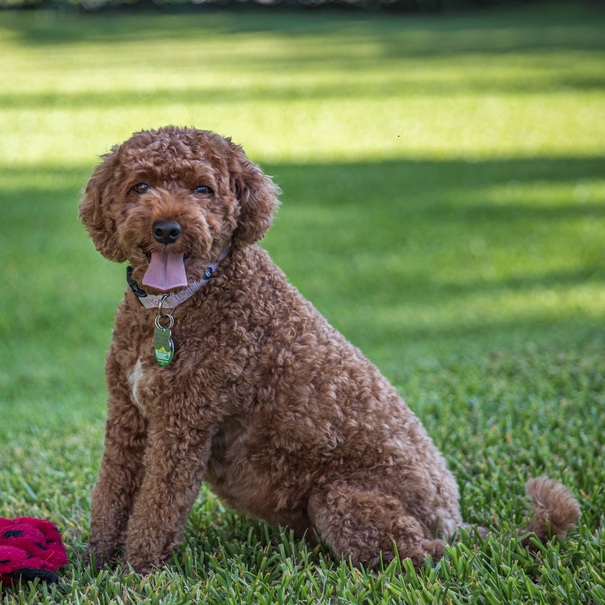 Ein brauner, lockiger Cavapoo sitzt auf einer grünen Wiese, die Zunge hängt heraus, und er trägt ein Halsband.